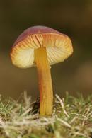 0039 Wax Cap (Hygrocybe spp).